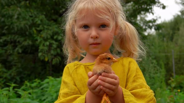 Beautiful Little Girl in Yellow Linen Shirt Holds in His Hands a Little Chicken