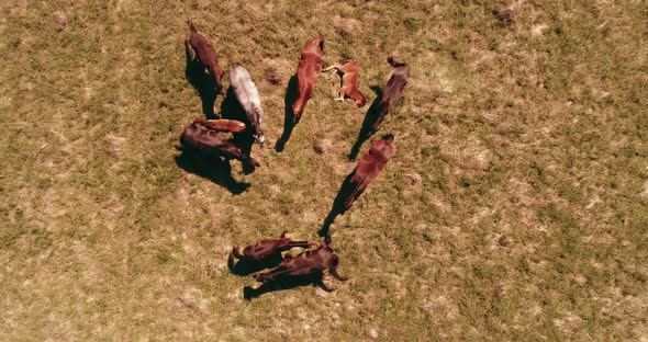 Flight Over Wild Horses Herd on Mountain Meadow