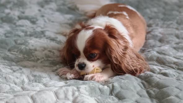 Portrait Purebred Cute Puppy Cavalier King Charles Spaniel