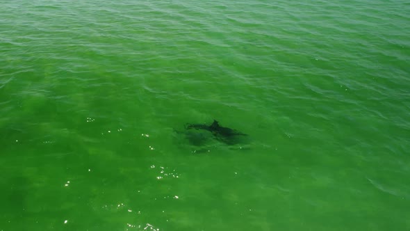 Flight Over Dolphins in the Sea