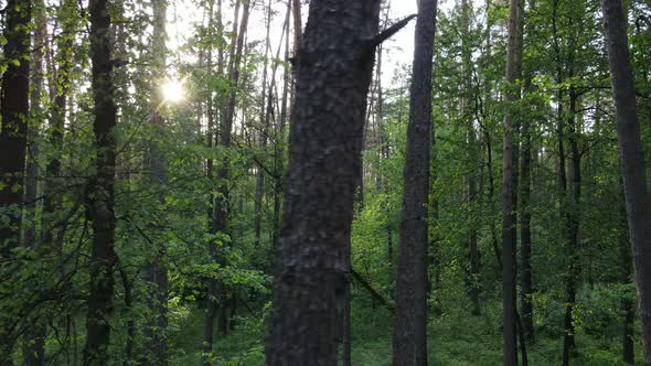 Summer Forest with Pine Trees Slow Motion