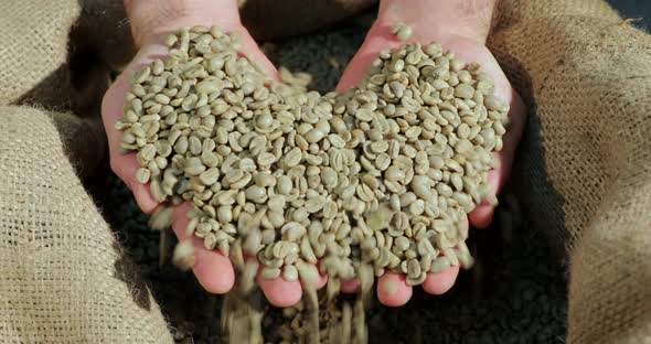 Green coffee beans in hands