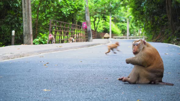 The Monkey Is Sitting on The Road in The Park. Asia, Tropical Forest, National Park