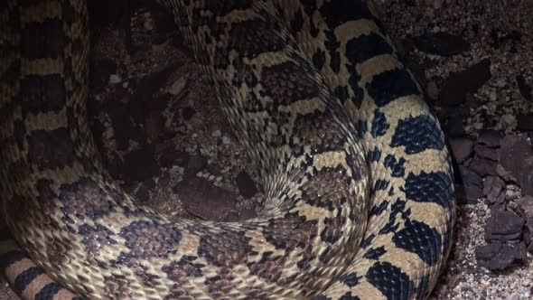 Close-up view of a great basin gopher snake (Pituophis catenifer deserticola).