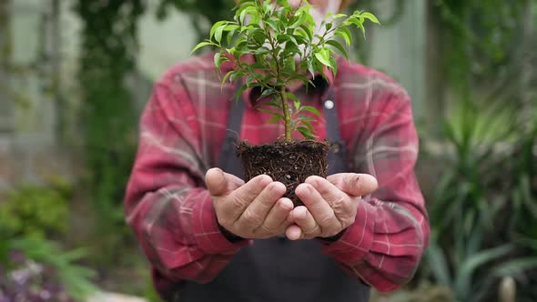 Gardener in Workwear Presenting Green Decorative Plant Into Camera from His Growing in the Orangery