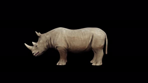 4K Rhinoceros Sitting