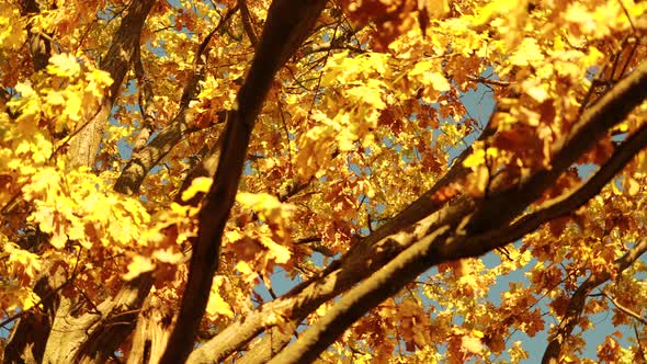 Autumn Oak Leaves