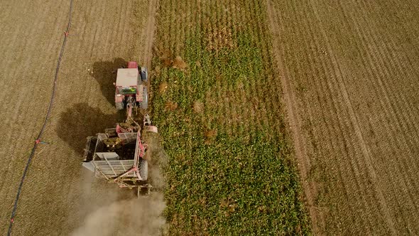 Harvesting Sugar Beets