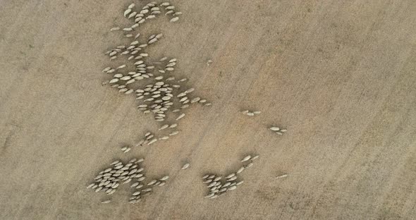 overhead view of sheep herd moving. Top down view of sheep herd feeding on field