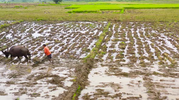 Traditional Plowing a Rice Field with a Bull. Paddy Field with Water, Top View. Agriculture in the