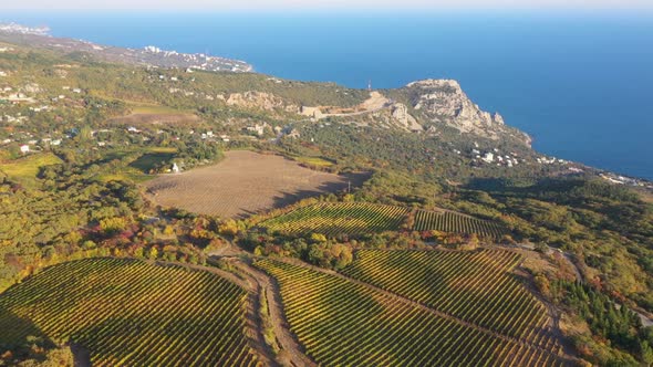 Grape Plantations Mountains and the Sea