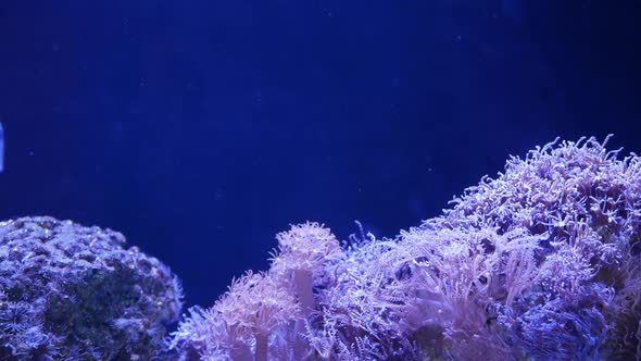 Soft Corals in Aquarium. Closeup Anthelia and Euphyllia Corals in Clean Blue Water. Marine