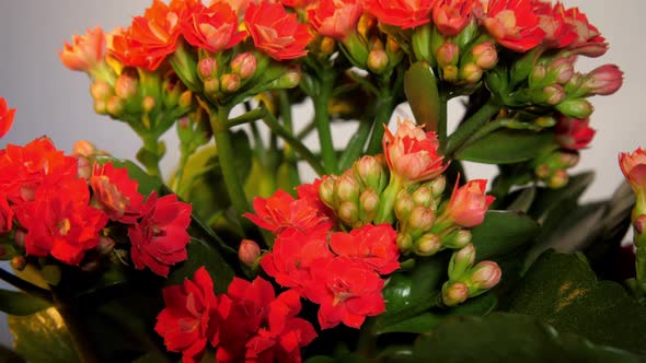 Dense Red Kalanchoe Flowers with Buds Among Green Leaves