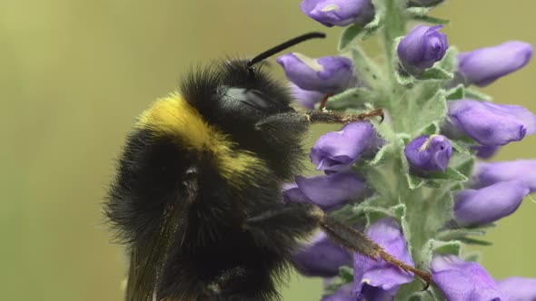Bumblebee On A Purple Flower