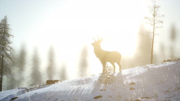 Proud Noble Deer Male in Winter Snow Forest