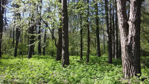 Green Forest During the Day Aerial View