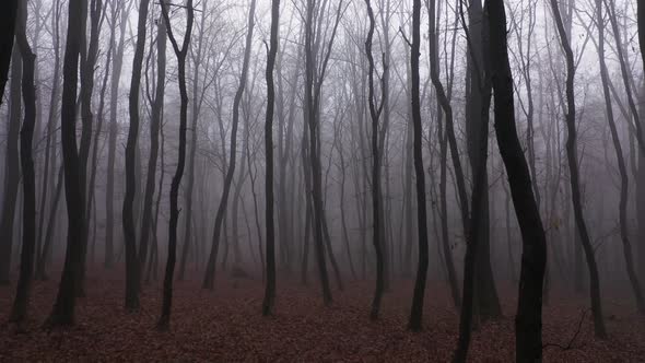 Walking in Scary Fog Forest First-Person Aerial View