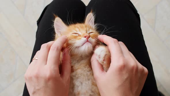 Striped Ginger Kitten Sleeping