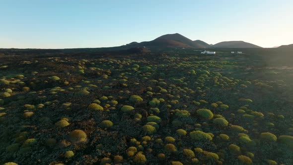 Drone Flight Over the Lava Fields on Lanzarote Island