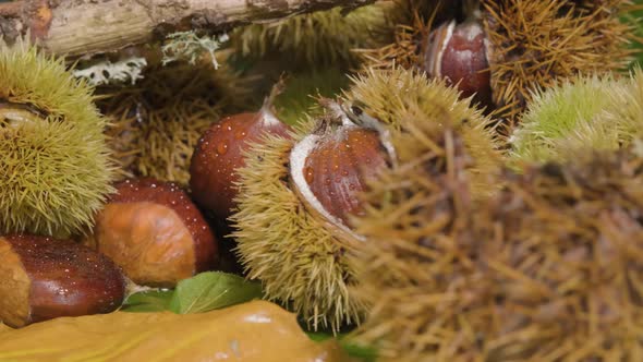 Reveal shot hard and though nutshell with spikes protecting the chestnut kernel