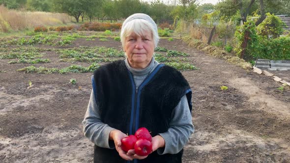 Old Woman Farmer Holding Three Red Apples on the Background of the Farm Plot