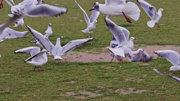 Seagulls Flying Over Green Grass