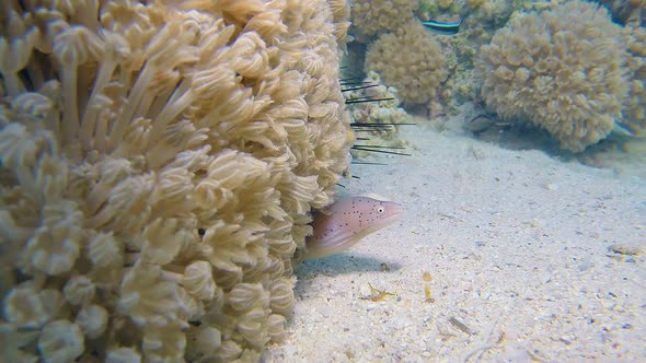 Tropical Geometric Moray and Soft Coral