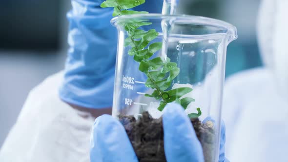 Close Up Footage of Researcher Hand Pouring Liquid GMO on Test Plants