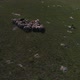Aerial Drone Shot Flying Over a Flock of Sheep Walking on the Grass. Cloudy Day, Low Altitude Flight - VideoHive Item for Sale