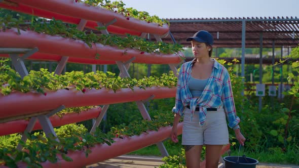 Female Worker of Eco Farm is Checking Strawberry Shrubs Hydroponic