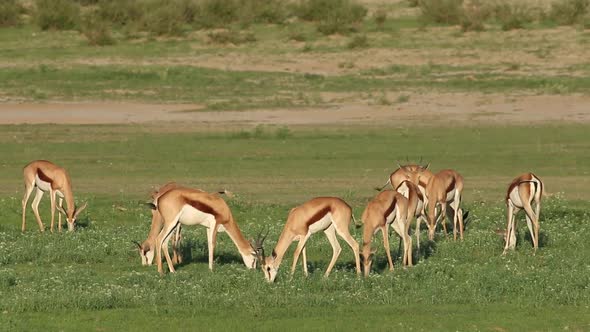 Feeding Springbok Antelopes - South Africa