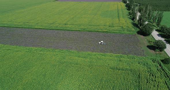 Aerial view, tractor working on a lavender field. Lavender harvest