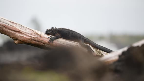 Single Galapagos Marine Iguana in Santa Cruz Relaxing On Tree Trunk In Background. Slow Pan Left