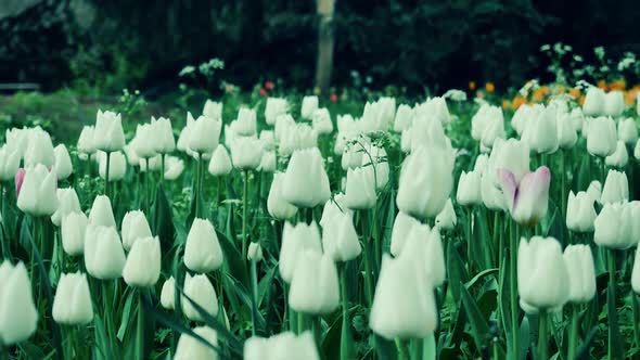 Blooming of white tulips.