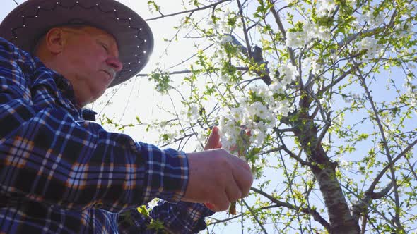 An Old Farmer with Hat Checks the Bloom in His Orchard
