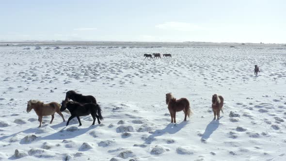 A Pack of Beautiful Inquisitive Icelandic Horses in Snowy Conditions