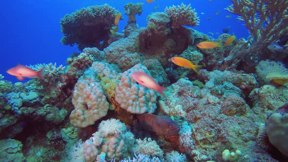 Red Sea Yellow Mouth Moray