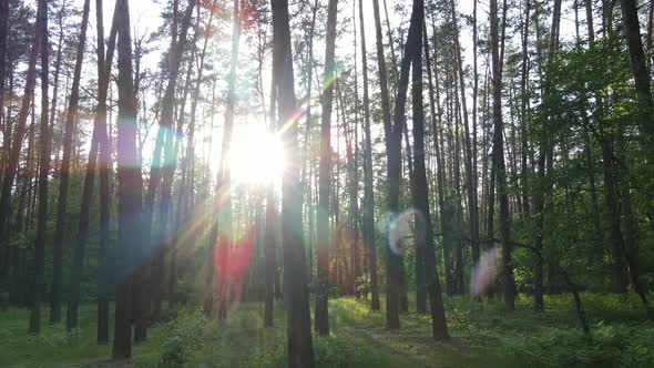 Summer Forest with Pine Trees Slow Motion