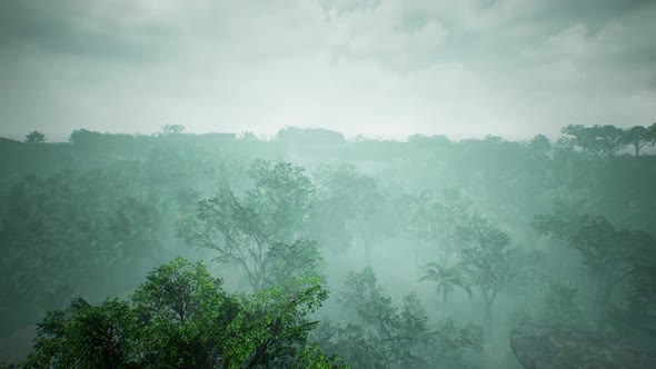 Green Jungle