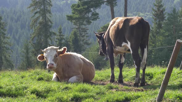 Herd of Dairy Cows on Pasture Meadow at Sunrise