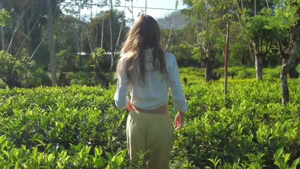 Slim Woman Walks Among Green Tea Plantation Slow Motion