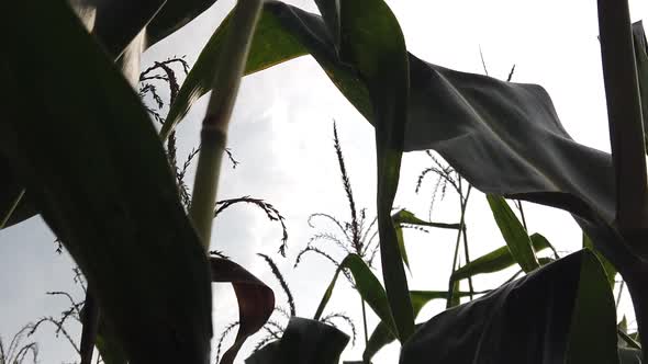 Walking through corn maze at sunset. Farmland with corn at sunset