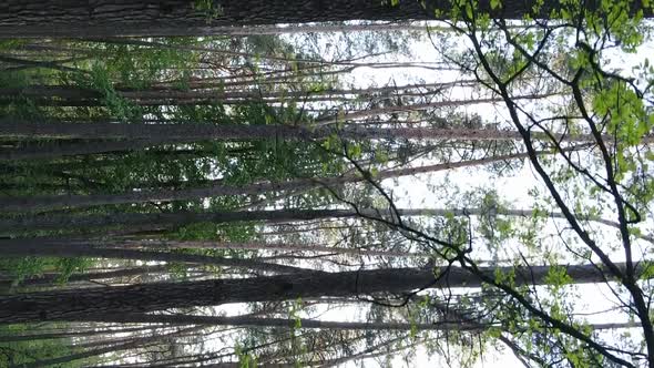 Vertical Video of a Forest with Pine Trees