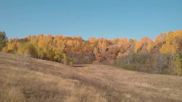 Autumn grass and yellow forest