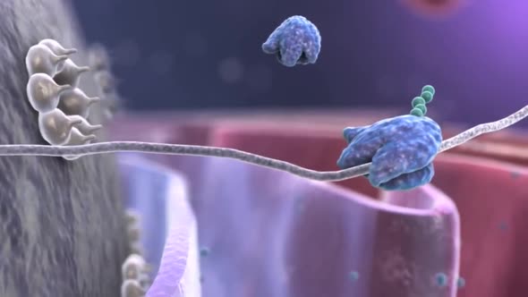 Human Cell and protein 3d