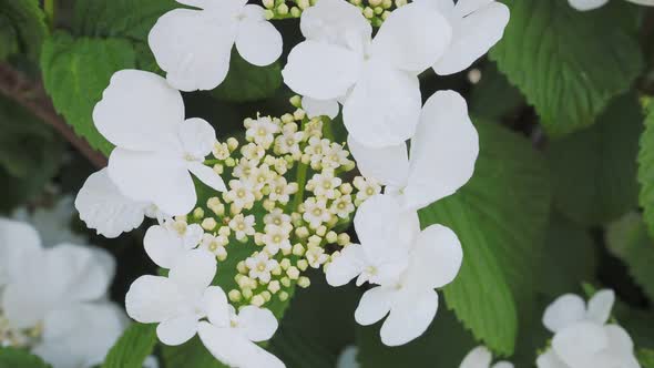 Guelder rose. Large white flowers blooming viburnum opulus