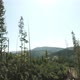 FPV Drone Aerial veiw: Flying Around the Injured Pine Tree in Devastated Area after Deforestation. - VideoHive Item for Sale