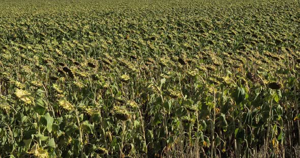 field of sunflowers during dryness, Allier department in Auvergne, France