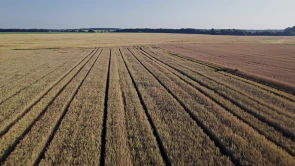 Wheat Field Top View