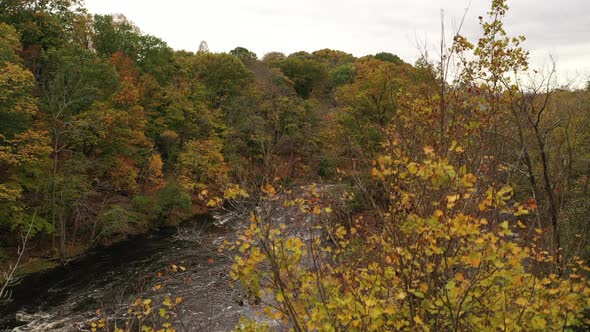 A drone shot of the fall foliage in upstate NY. The camera boom up over treetops to reveal a river i